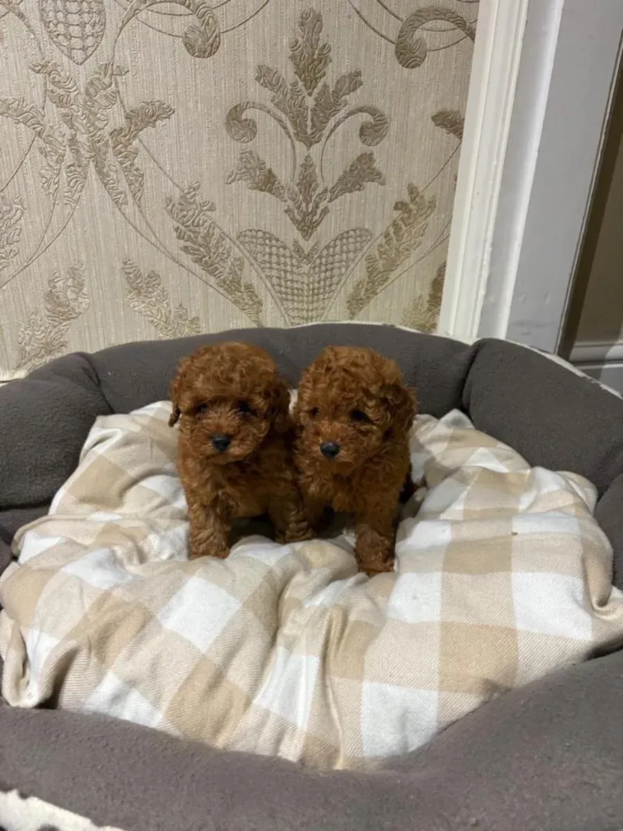 Regalo Cachorros Caniche Toy  Whatsapp  (+34)611386992