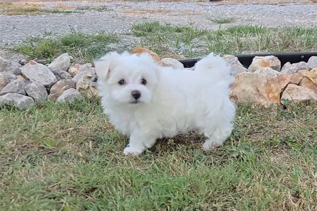 Regalo Cachorros Bichón Maltés  Whatsapp  (+34)611386992 ....;
