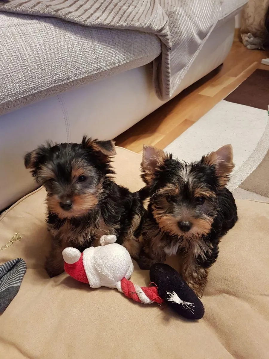 赠送约克夏犬玩具幼犬
