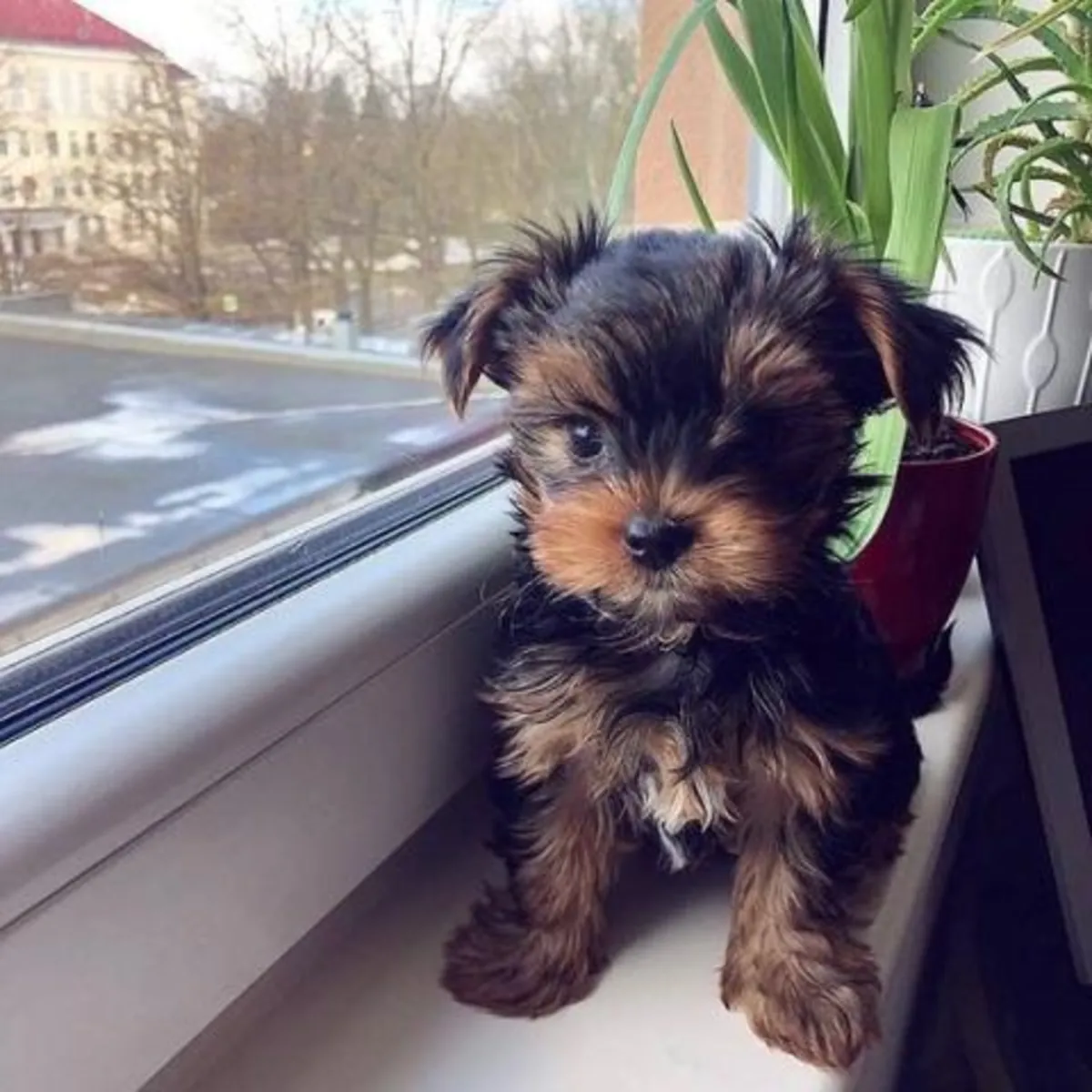 ,,., Cadeau Chiots Yorkshire Terrier Toy  Whatsapp  (+34)611386992
