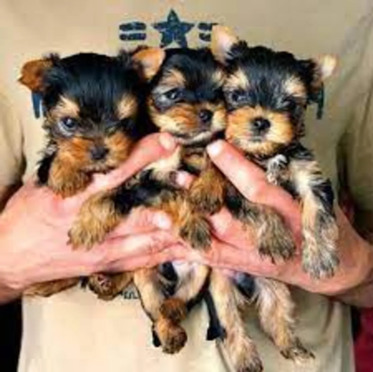 ,..,.Cadeau Chiots Yorkshire Terrier Toy  Whatsapp  (+34)611386992