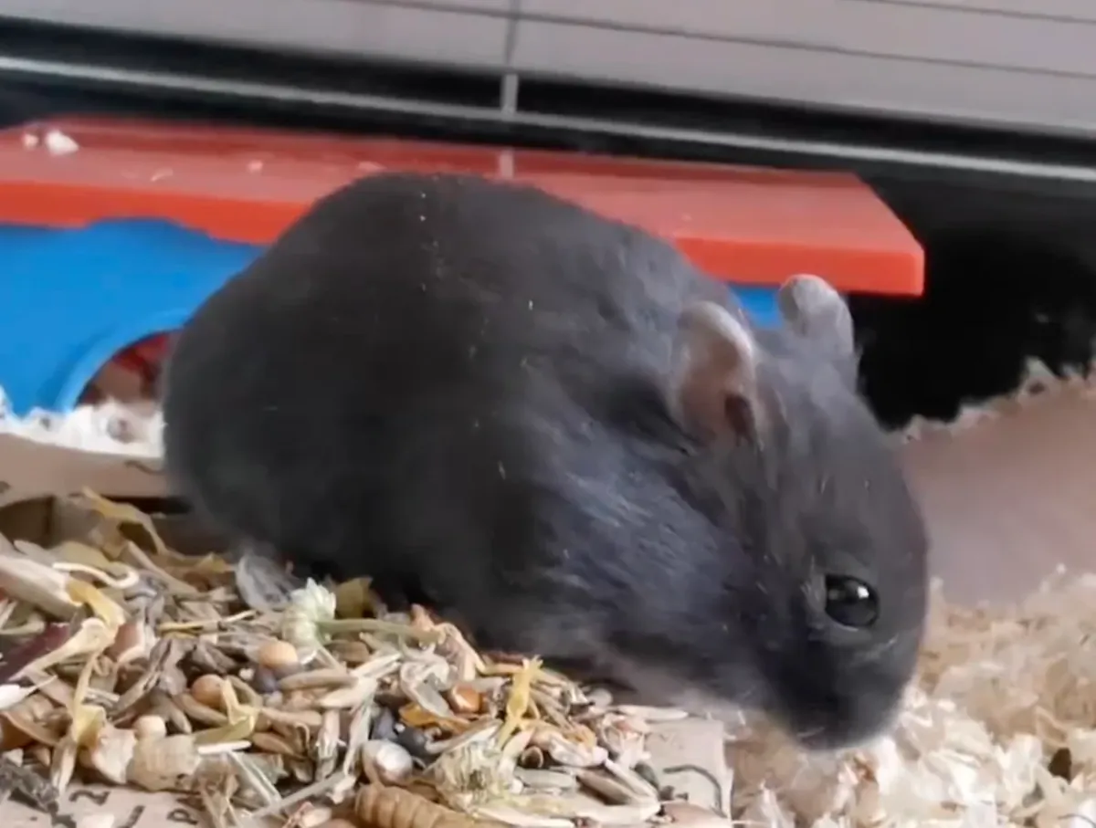Le paisible hamster de Campbell cherche un nouveau foyer.