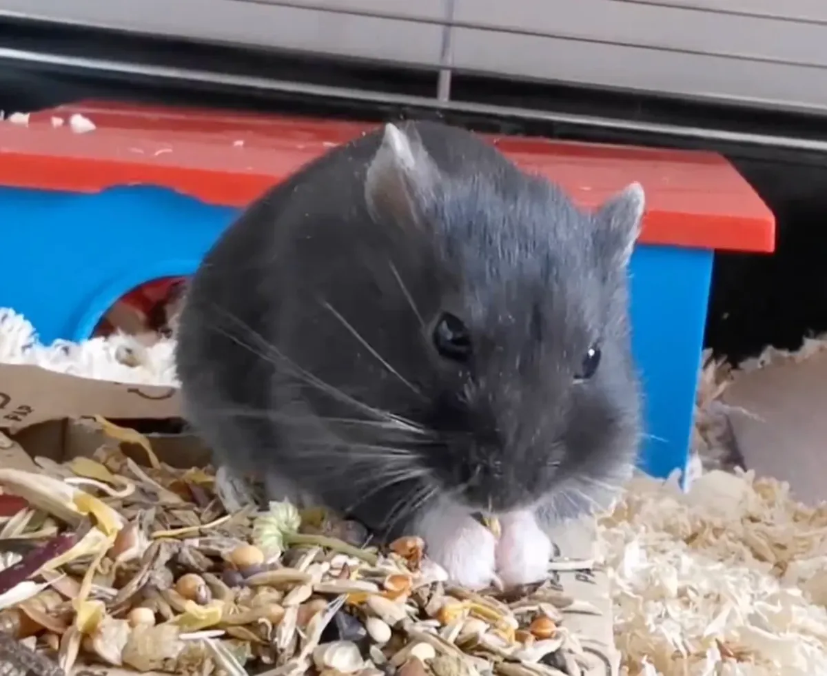 Le paisible hamster de Campbell cherche un nouveau foyer.