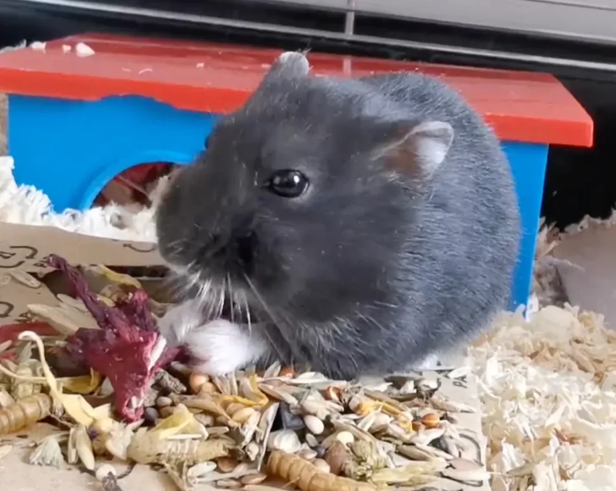 Le paisible hamster de Campbell cherche un nouveau foyer.