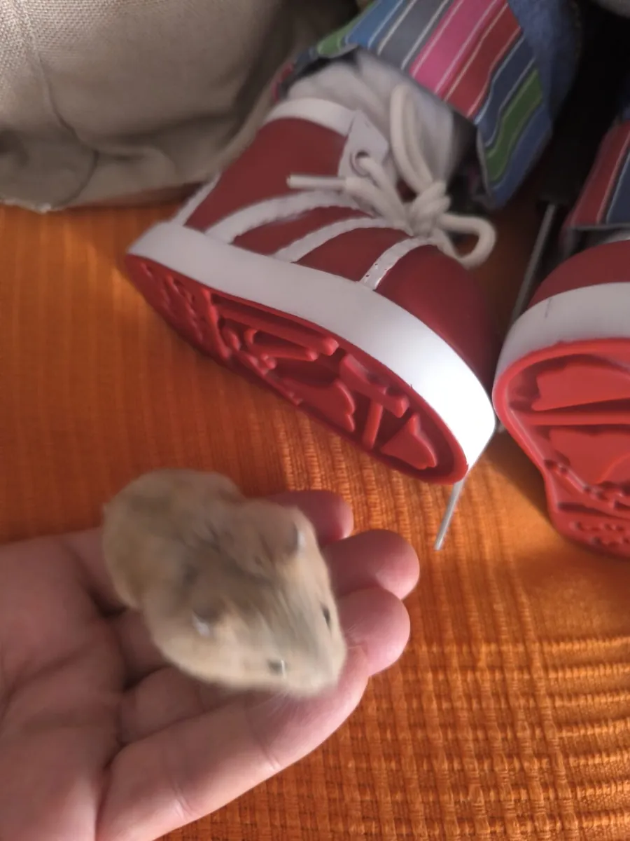 Gift Russian hamster cinnamon and white
