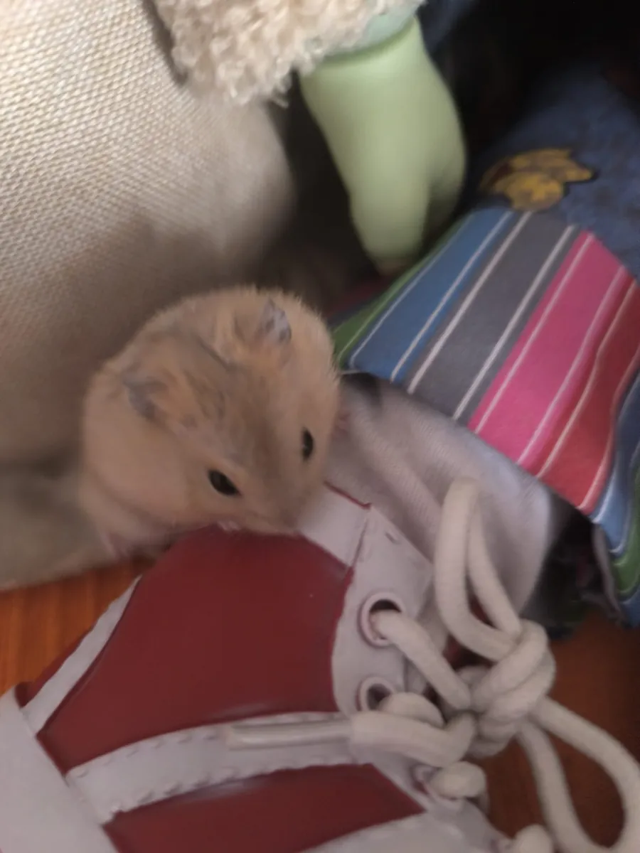 Gift Russian hamster cinnamon and white