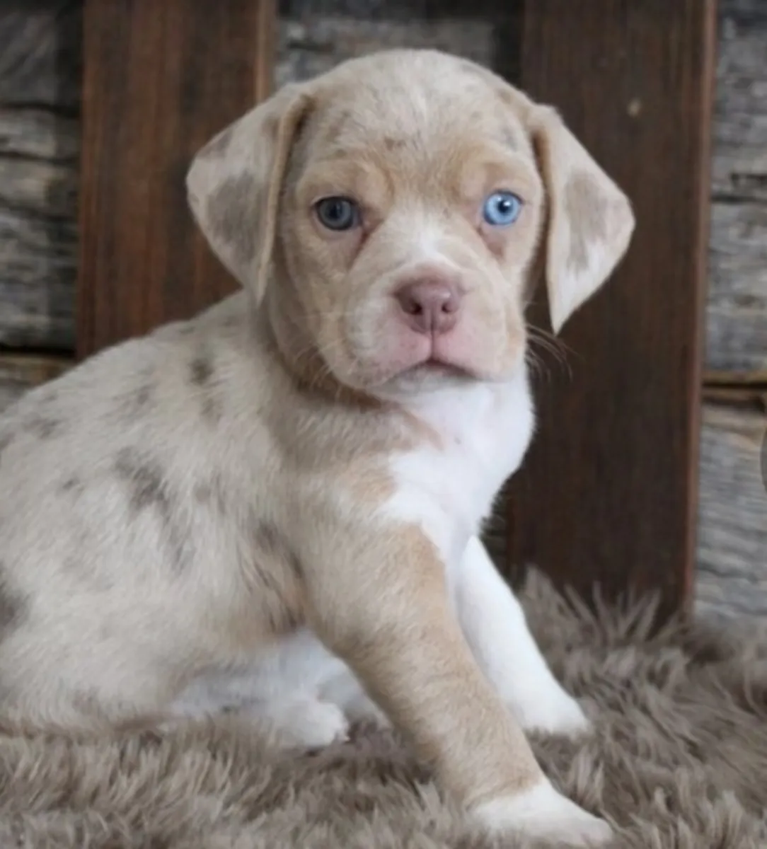 Beagle puppies contact me via WhatsApp:( +63-945-135-8253 )