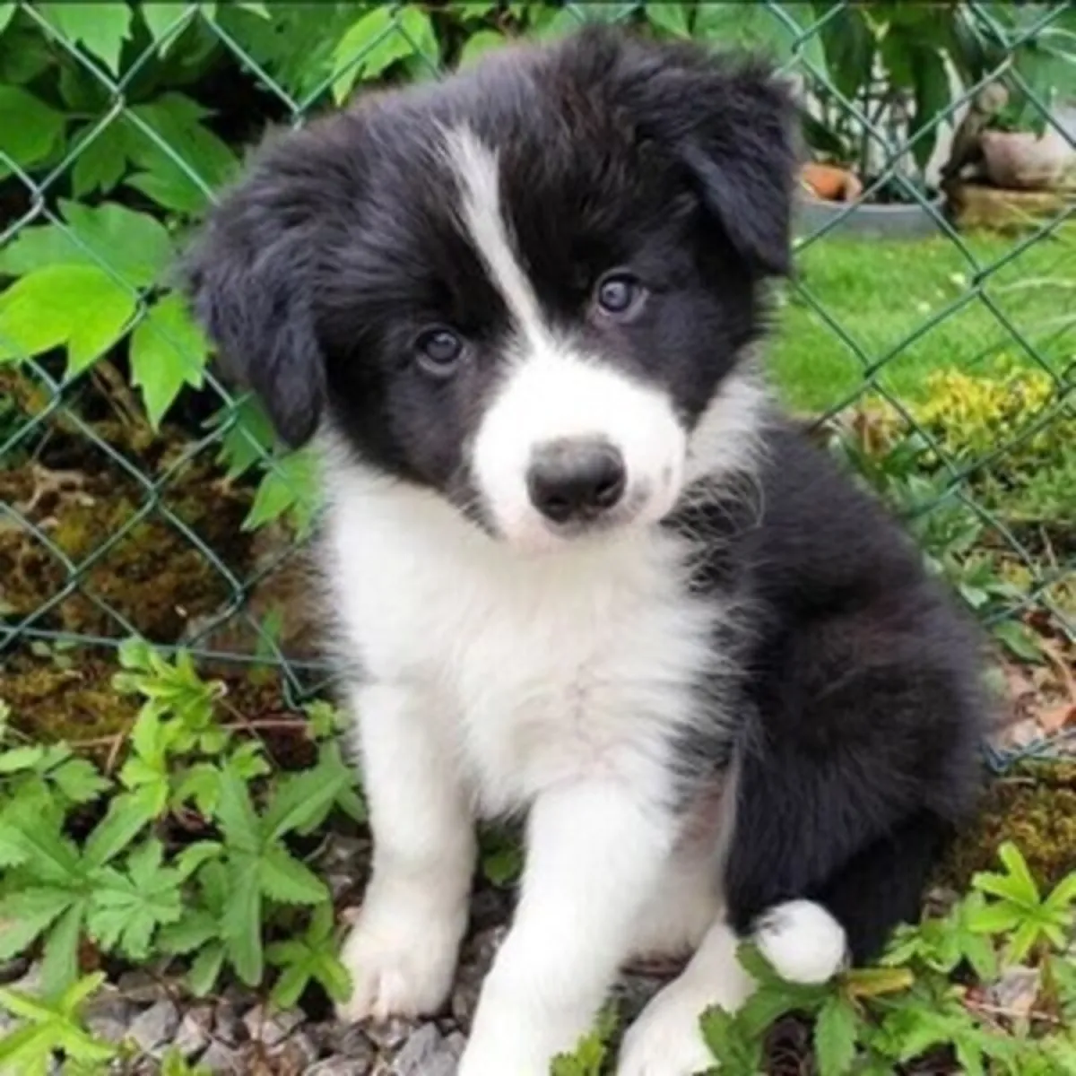 Cachorros de Border Collie bien entrenados WhatsApp:( +63-945-135-8253 )