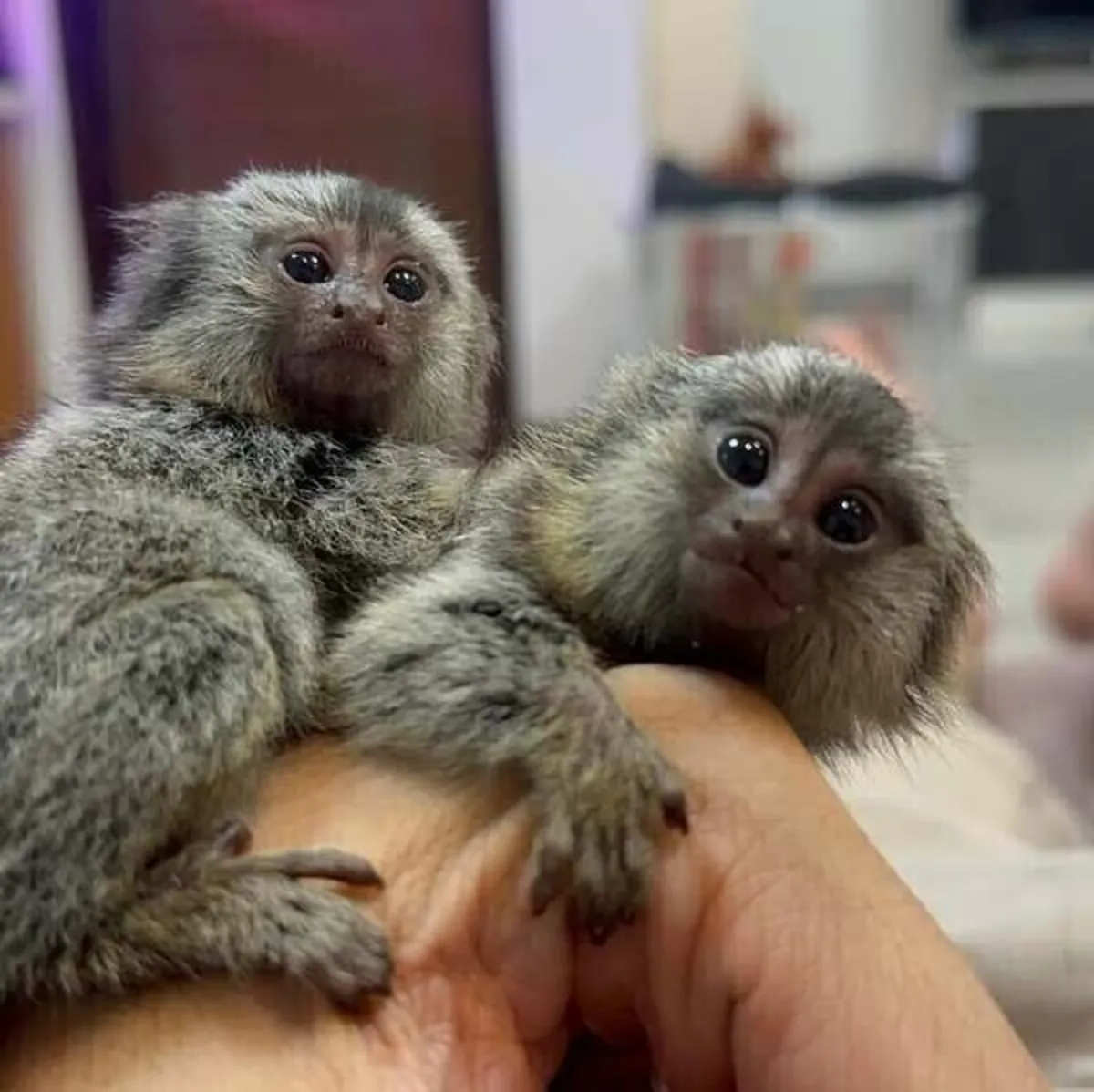 Singes Capucin et Marmoset WhatsApp:( +63-945-135-8253 )