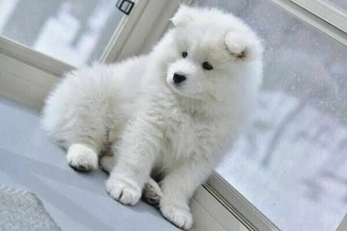 Samoyed Puppies Ready WhatsApp:( +63-945-135-8253 )