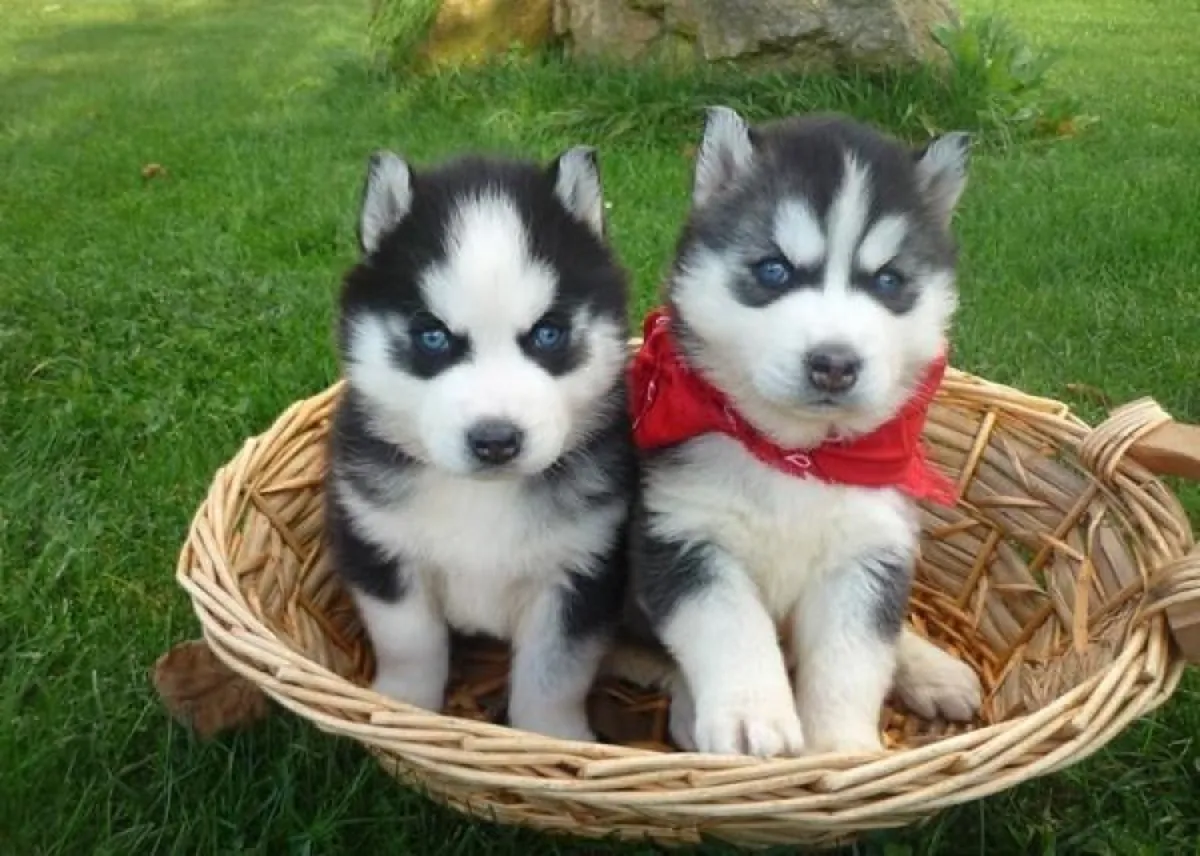Regalo Cachorros Husky Siberiano Whatsapp (+34)611386992