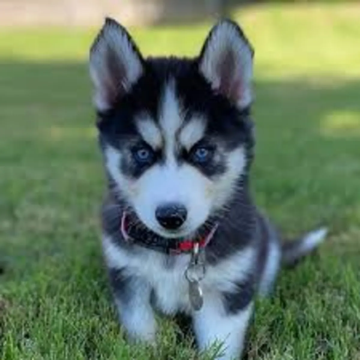 ,.,, Chiots Husky Sibérien à Offrir Whatsapp (+34)611386992
