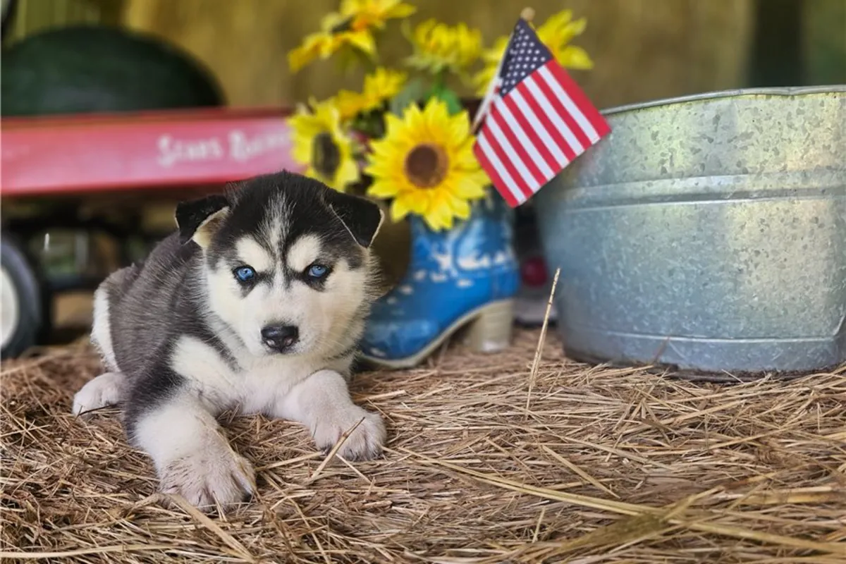 ,.,, Chiots Husky Sibérien à Offrir Whatsapp (+34)611386992