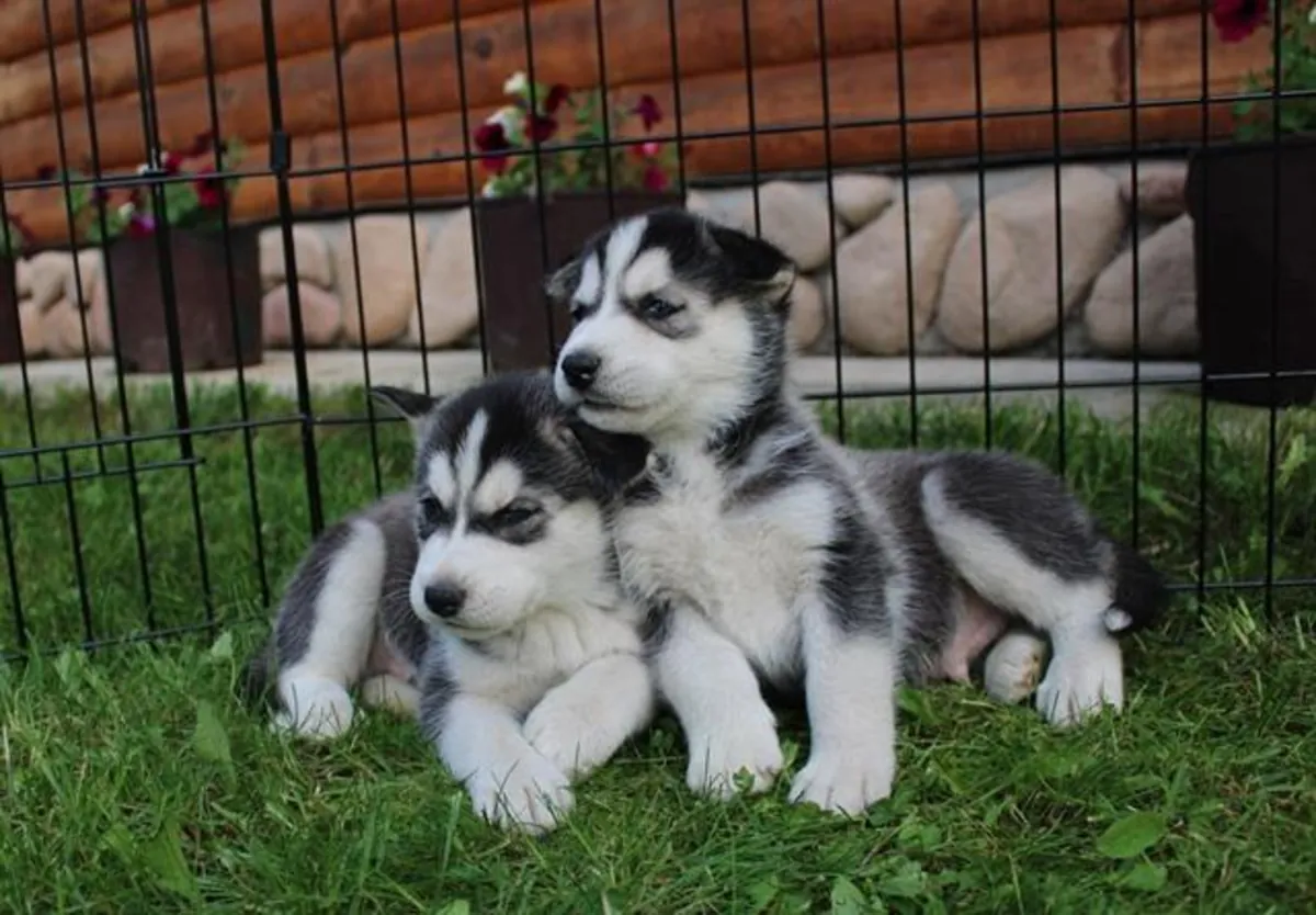[ Regalo Cachorros Husky Siberiano  Whatsapp (+34)611386992