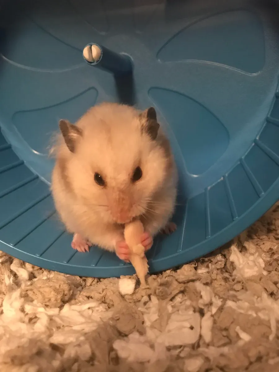 Küçük bir Türk hamsterı huzurlu bir yuva arıyor.