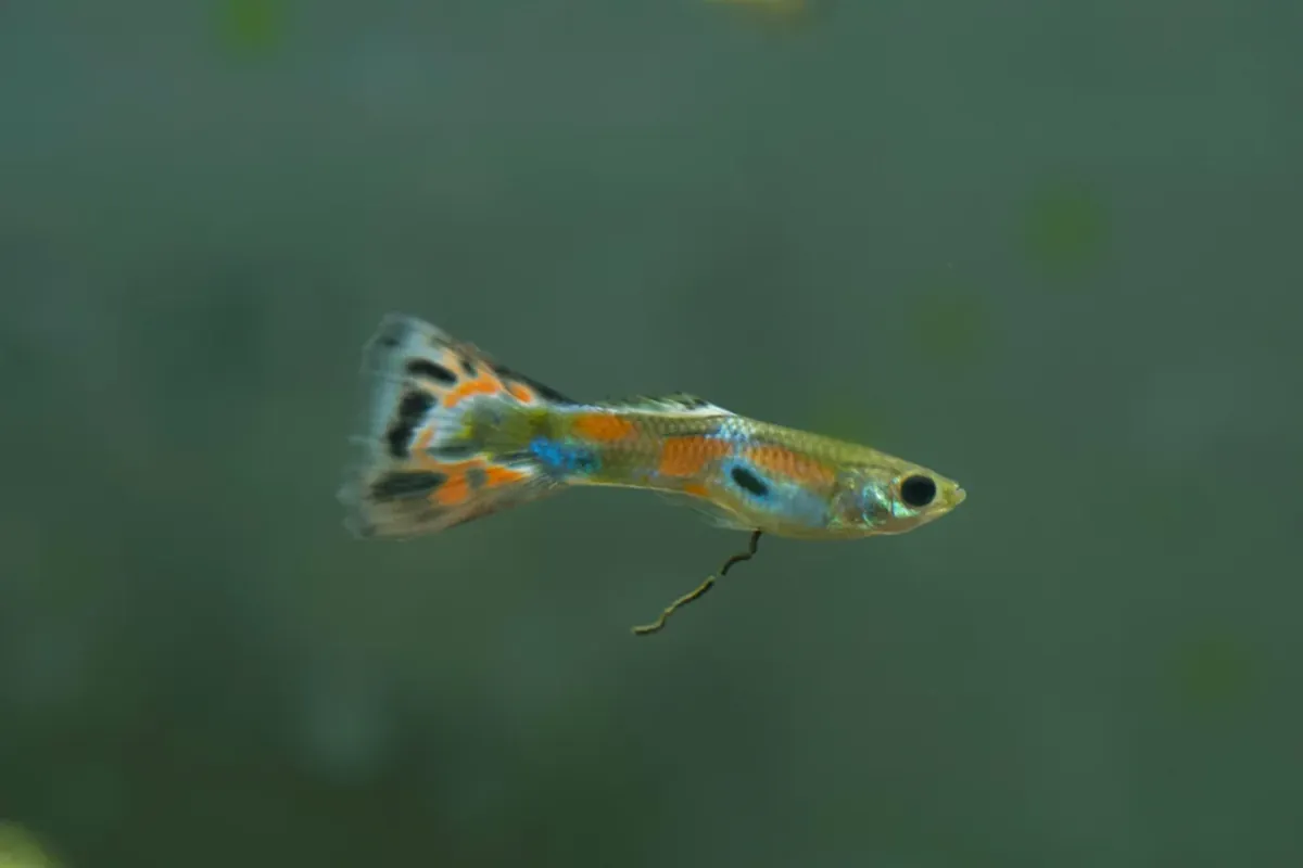 Ev akvaryumundan parlak renkli lepistesler.