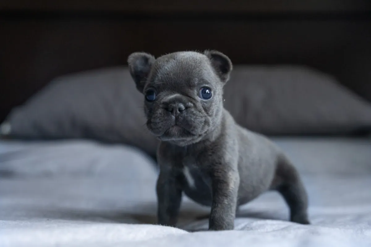 /.   Chiots Bulldog Français à donner Whatsapp  (+34)611386992
