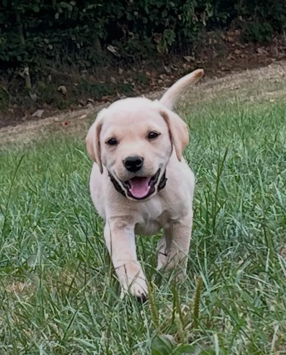 Impresionante cachorro Labrador Retriever