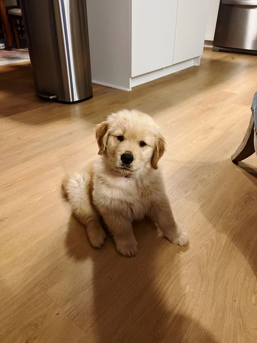 Cute Golden Retriever Puppy 