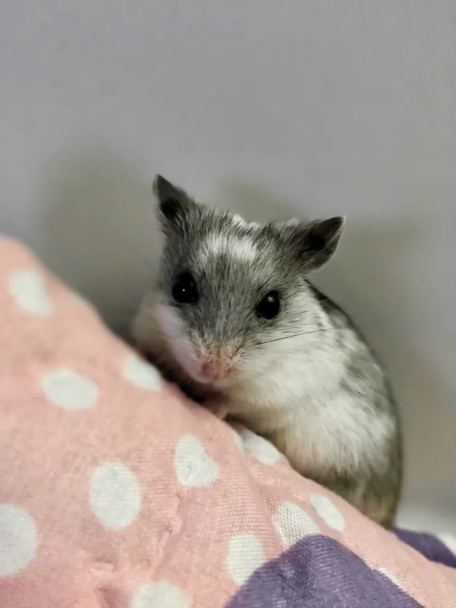 Küçük Çin hamsterı, sabırlı yeni bir yuva arıyor.