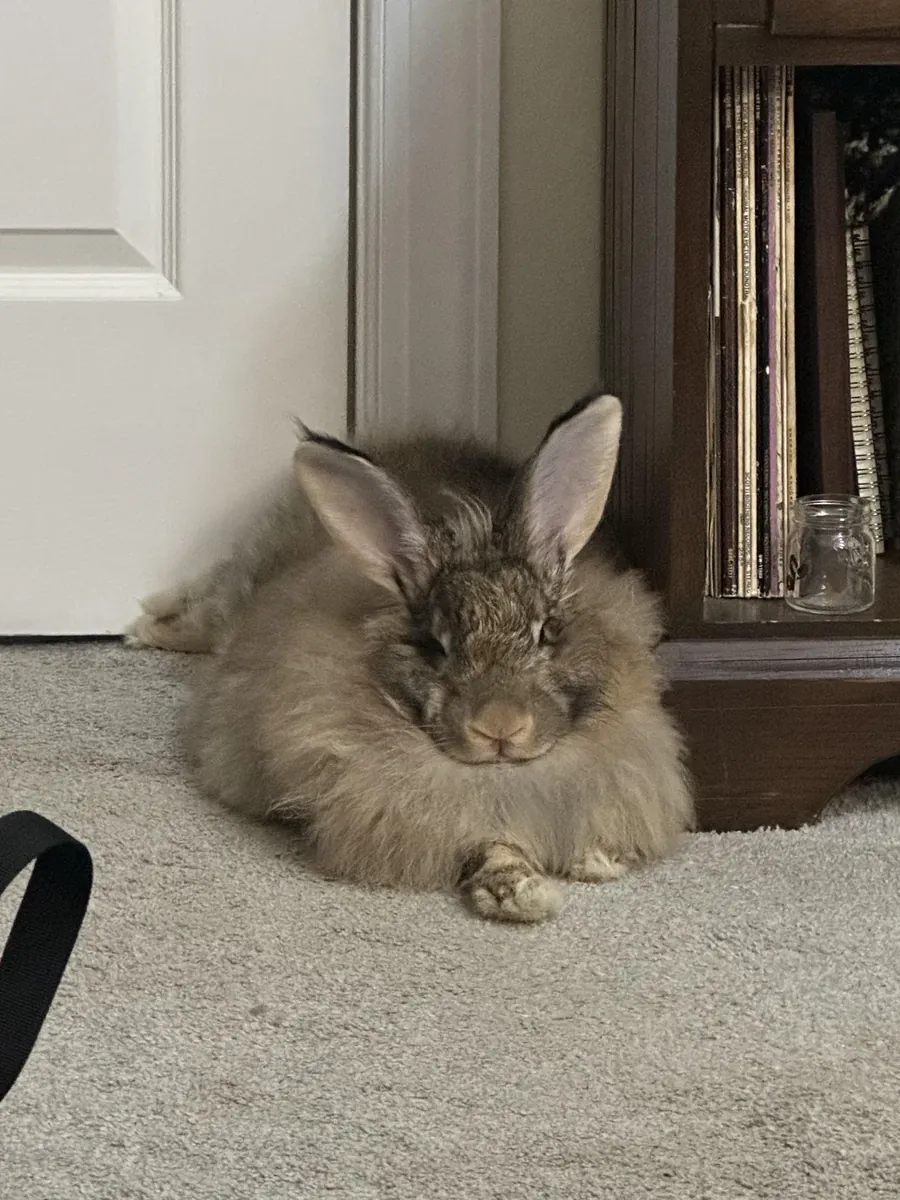 Покладистый гигантский ангорский кролик надеется найти новый дом.