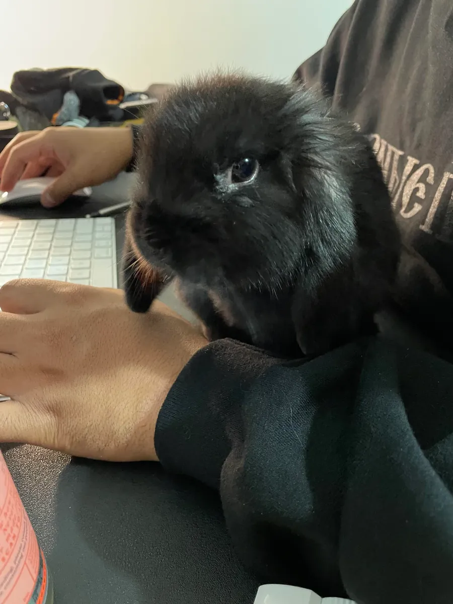 Neşeli ve sevimli, sarkık kulaklı bir tavşan yeni bir yuva arıyor.