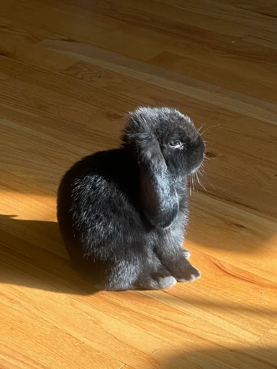 Neşeli ve sevimli, sarkık kulaklı bir tavşan yeni bir yuva arıyor.
