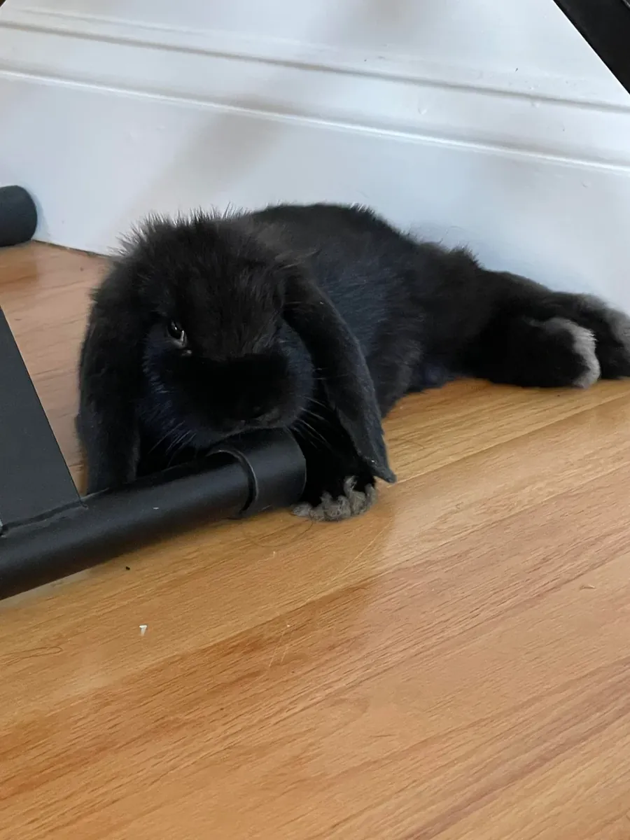 Neşeli ve sevimli, sarkık kulaklı bir tavşan yeni bir yuva arıyor.