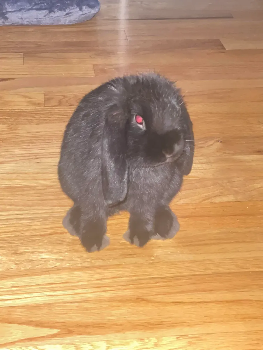 Neşeli ve sevimli, sarkık kulaklı bir tavşan yeni bir yuva arıyor.