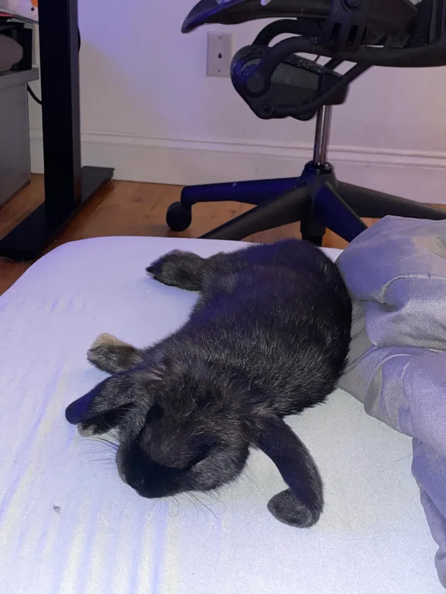 Neşeli ve sevimli, sarkık kulaklı bir tavşan yeni bir yuva arıyor.