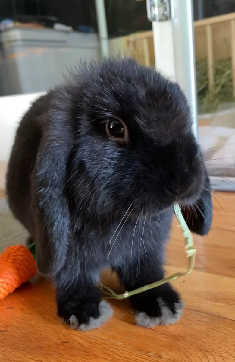 Neşeli ve sevimli, sarkık kulaklı bir tavşan yeni bir yuva arıyor.