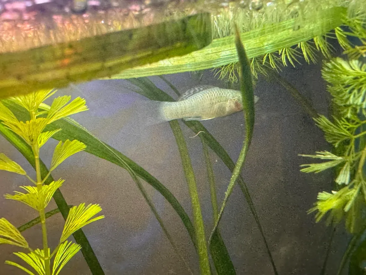 健康的摩利鱼适合家庭水族箱