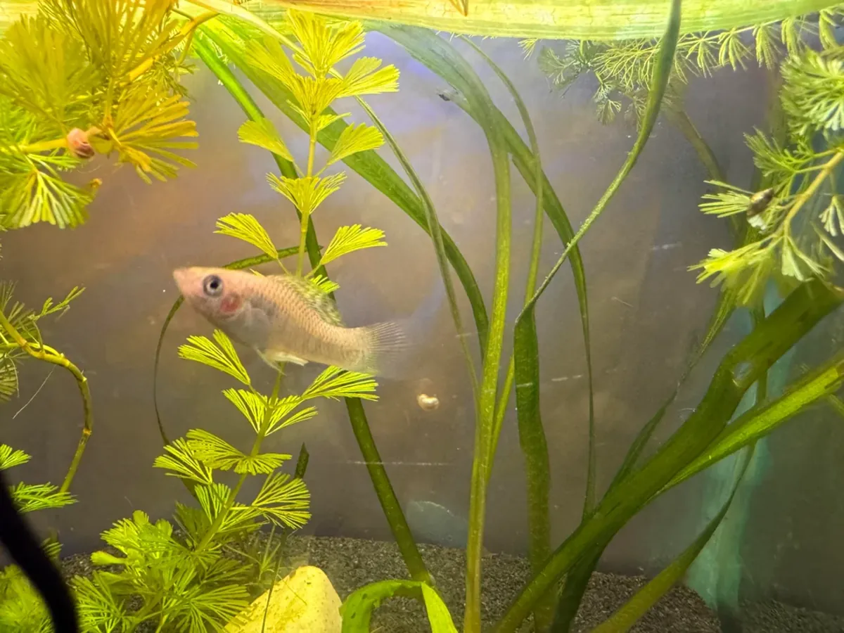 健康的摩利鱼适合家庭水族箱