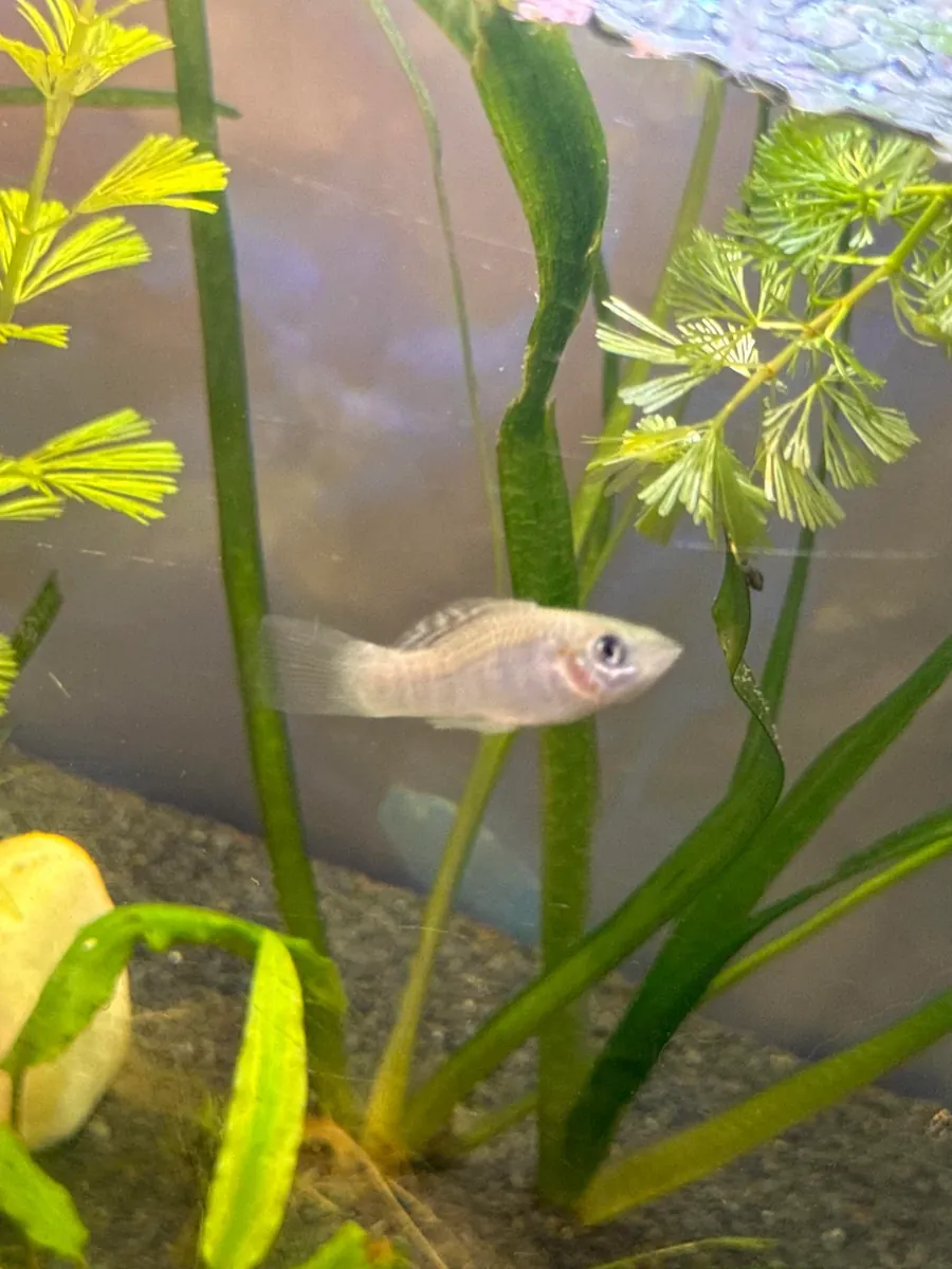 健康的摩利鱼适合家庭水族箱