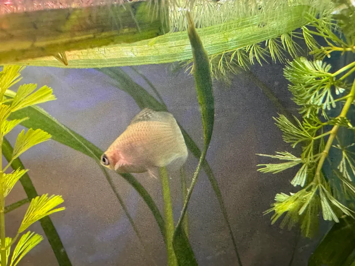 健康的摩利鱼适合家庭水族箱