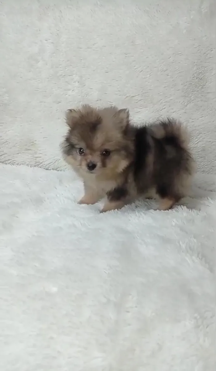 Regalo cachorros Pomerania (macho y hembra)