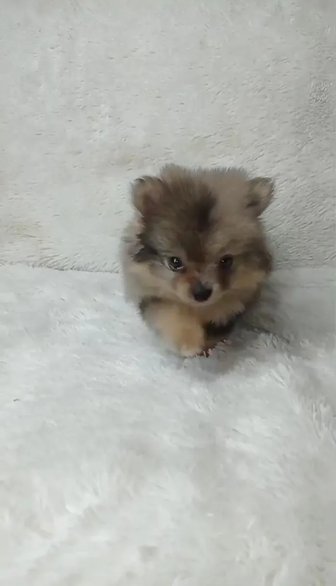 Regalo cachorros Pomerania (macho y hembra)