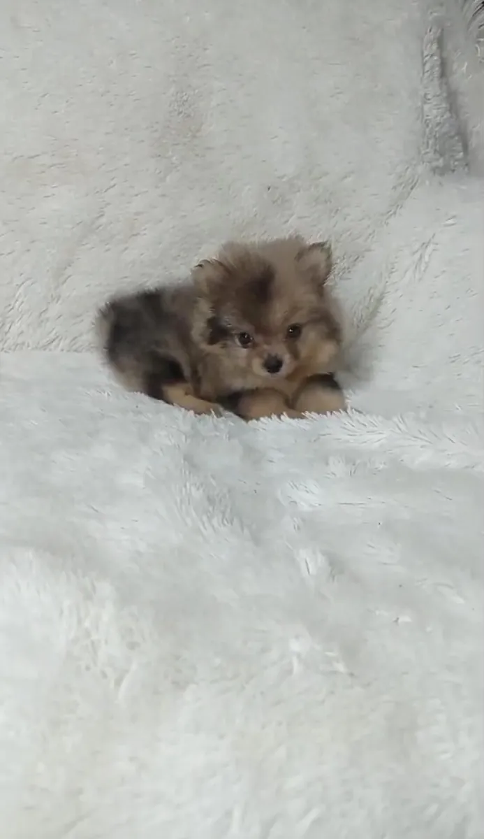 Regalo cachorros Pomerania (macho y hembra)