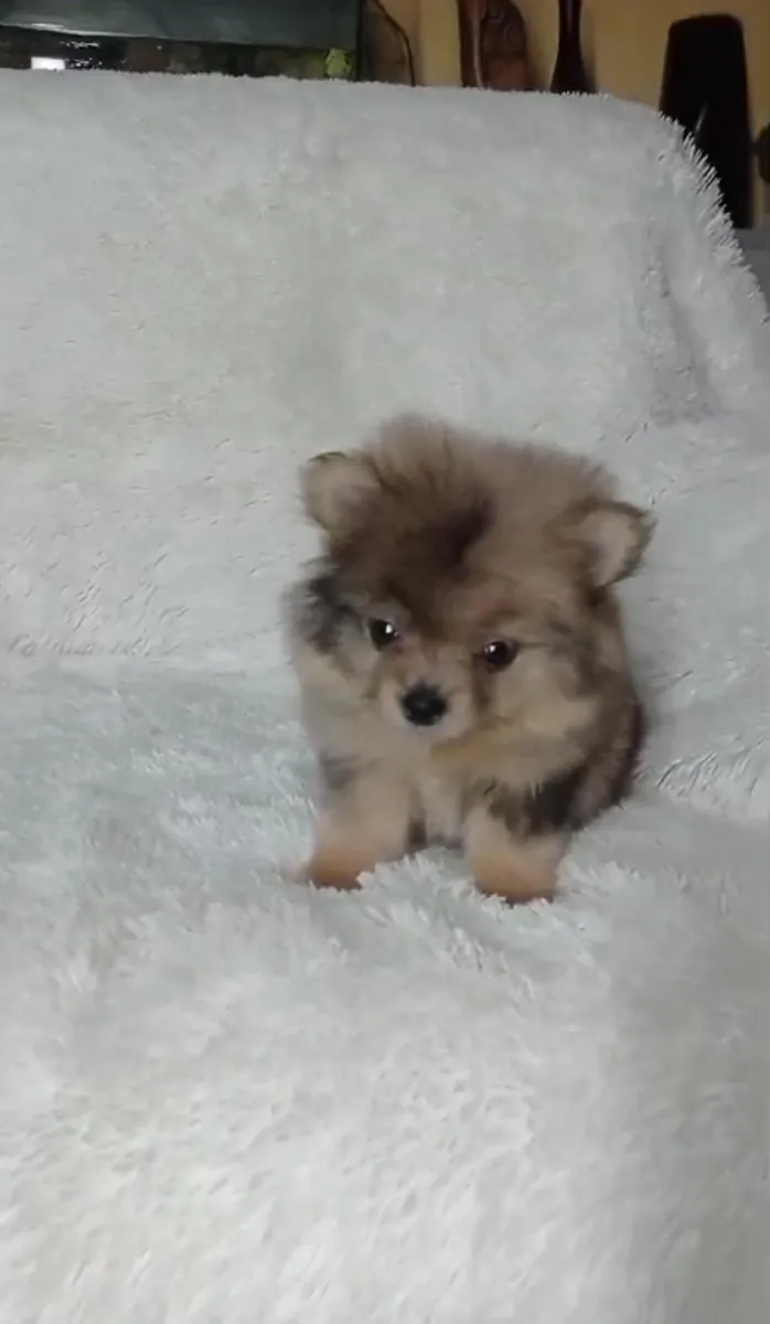 Regalo cachorros Pomerania (macho y hembra)