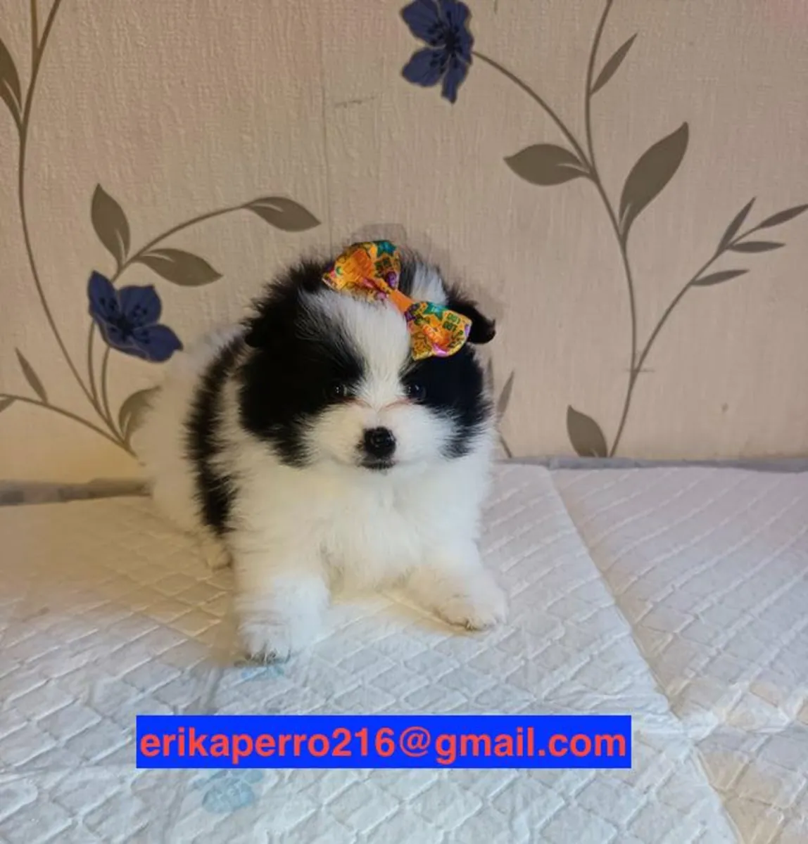Pomeranian puppies for gift (male and female)