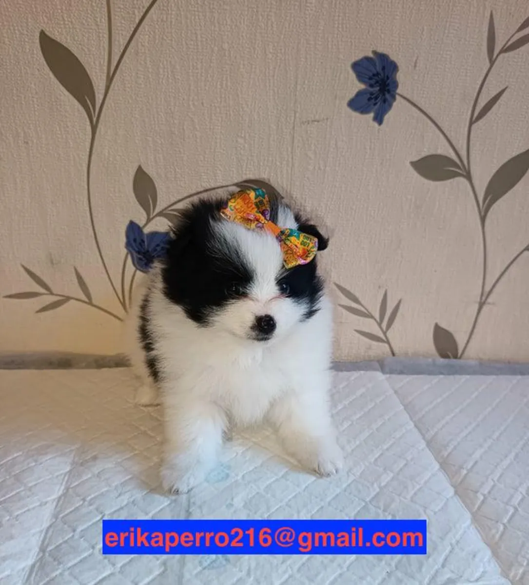Pomeranian puppies for gift (male and female)