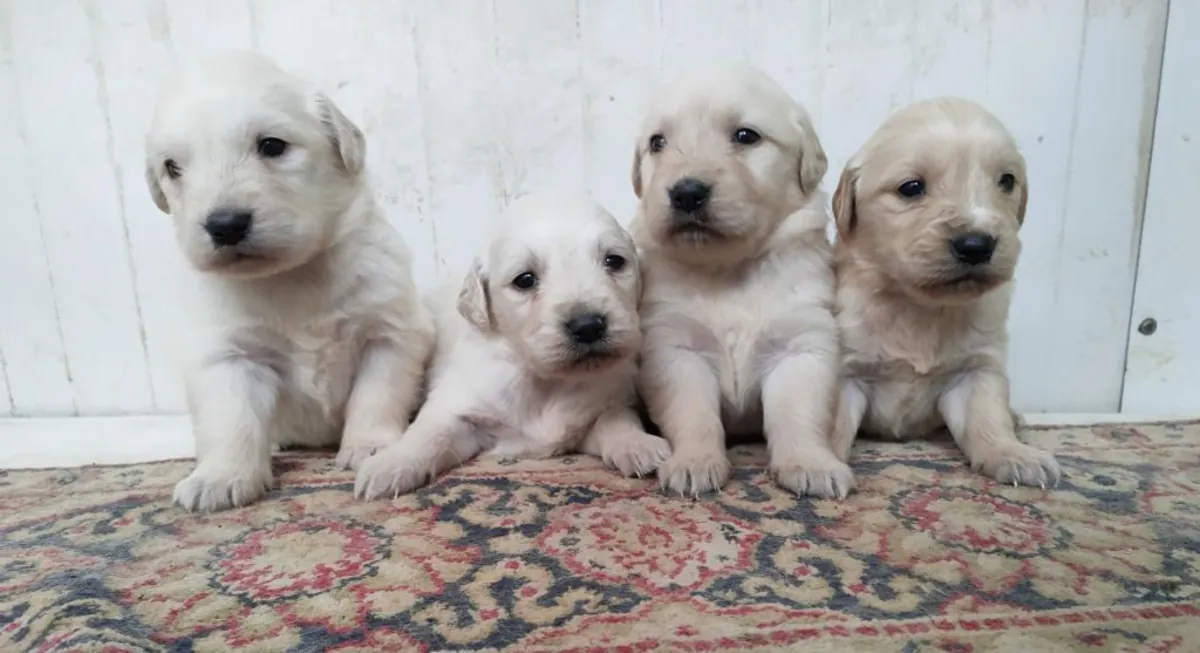 Regalo cachorros Golden Retriever (macho y hembra)