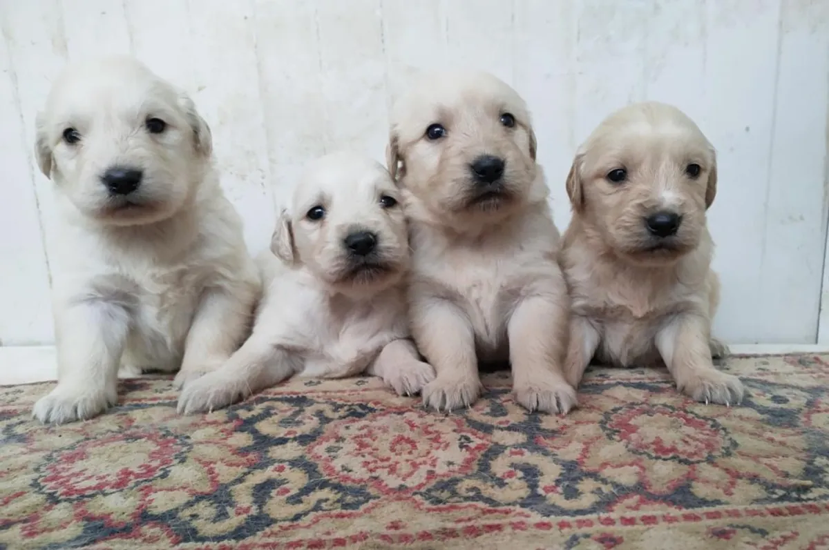 Regalo cachorros Golden Retriever (macho y hembra)