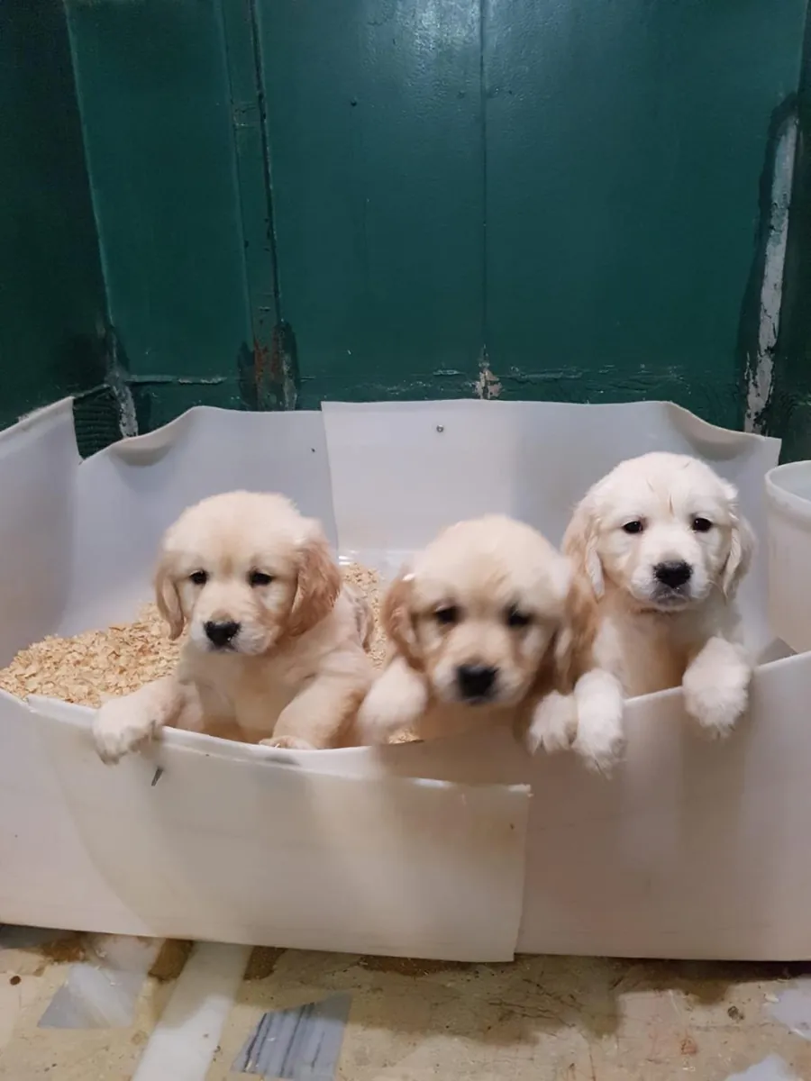 Regalo cachorros Golden Retriever (macho y hembra)