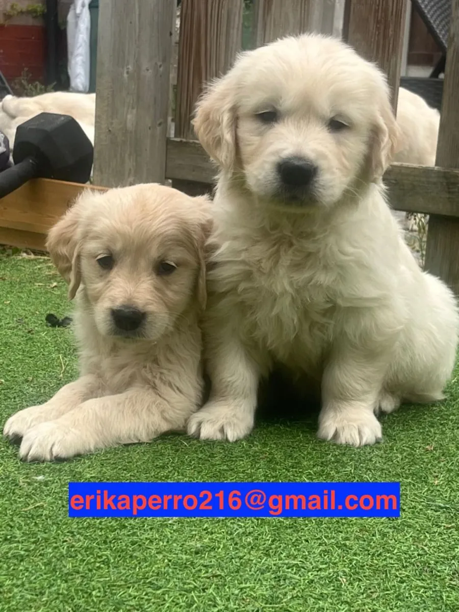 Cadeau chiots Golden Retriever (mâle et femelle)
