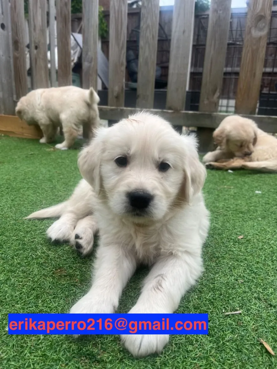 Cadeau chiots Golden Retriever (mâle et femelle)