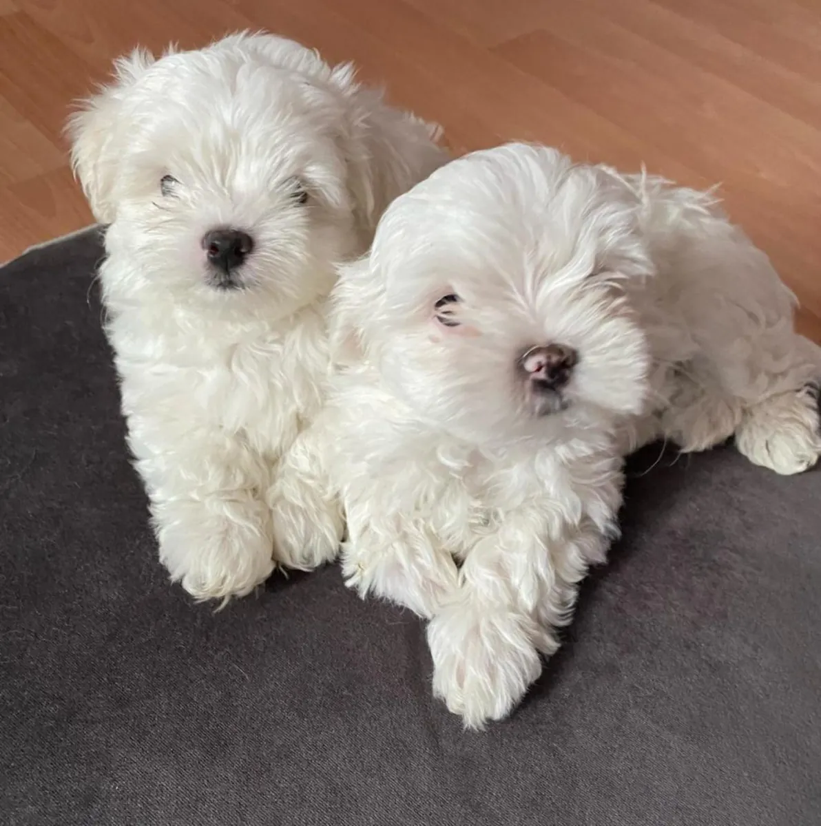 Maltese yavruları hediye (erkek ve dişi)