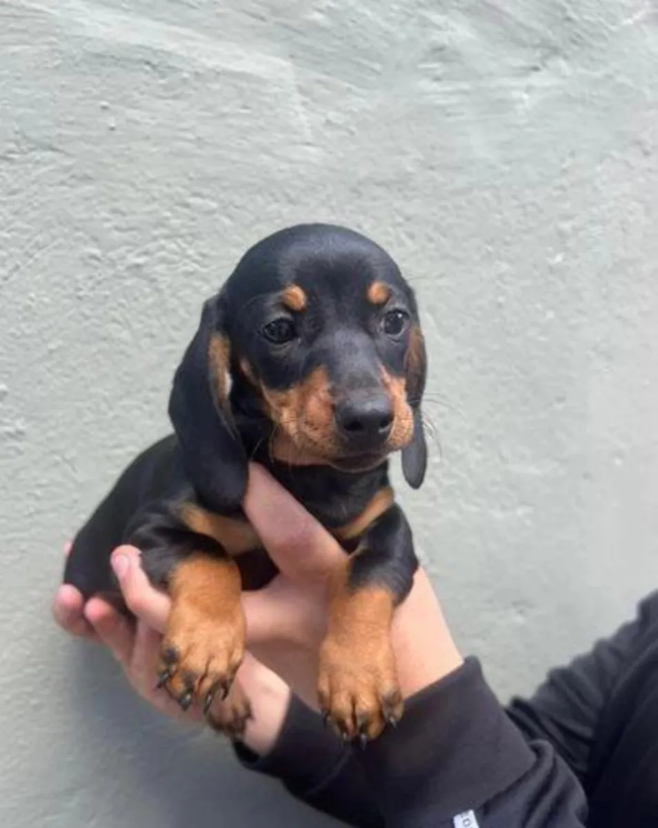 Regalo cachorros Dachshund (macho y hembra)