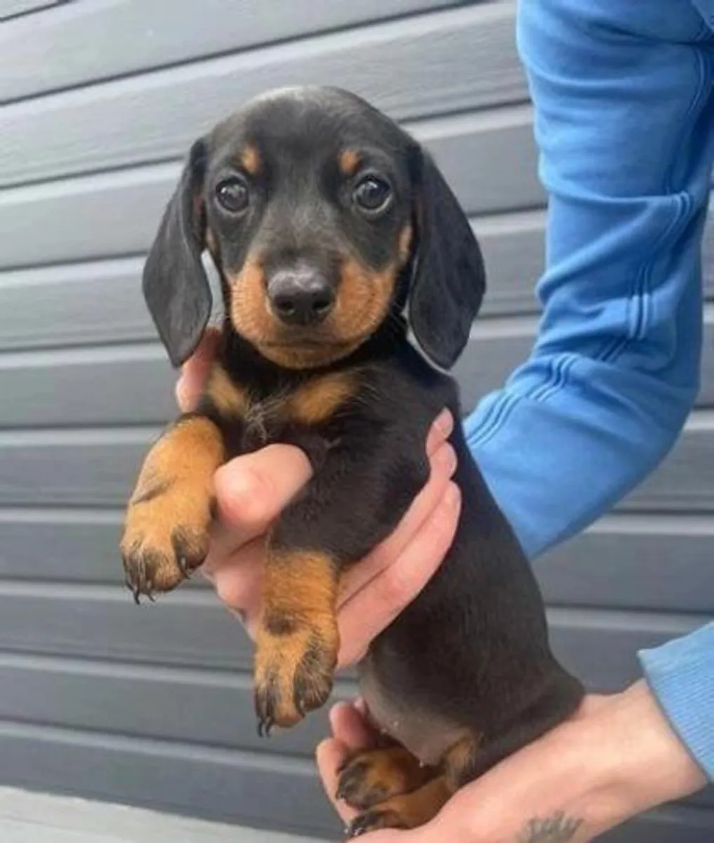 Regalo cachorros Dachshund (macho y hembra)