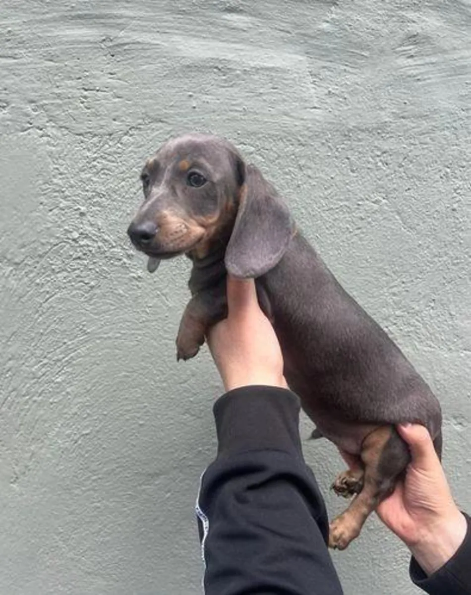Regalo cachorros Dachshund (macho y hembra)